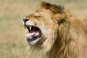 lion-teeth_1_1.jpg