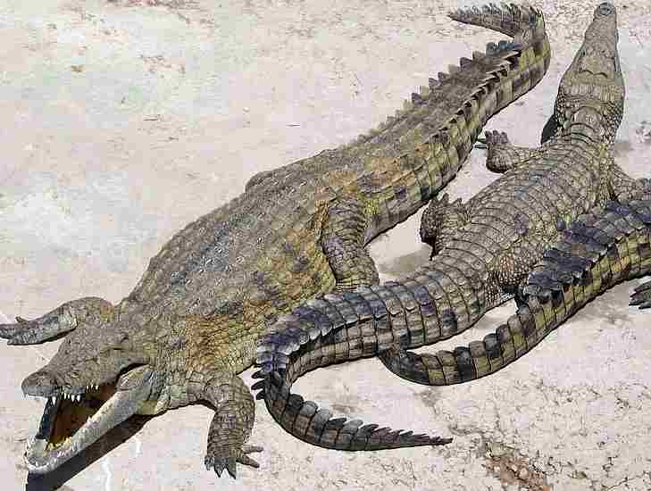 crocodile1.jpg