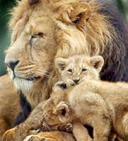 lion-with-cubs-sm.jpg